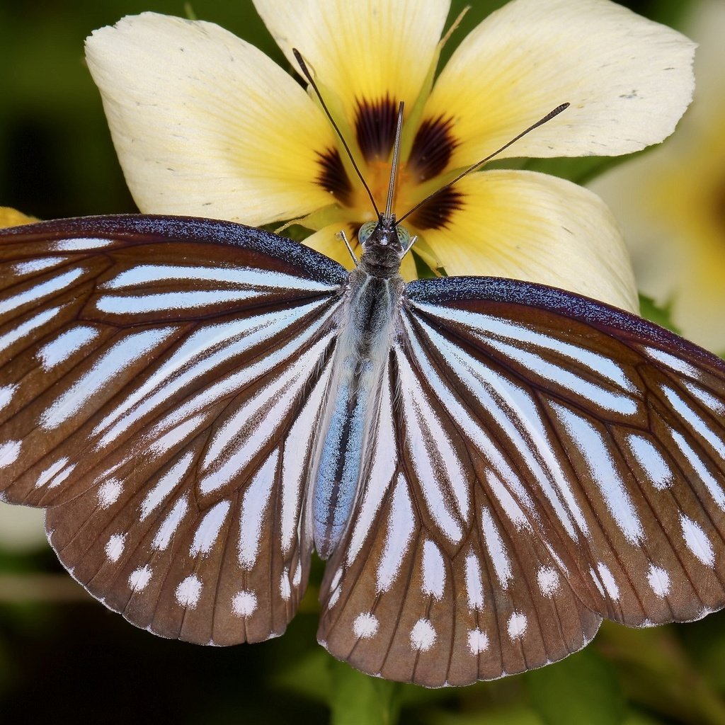 Обои цветы, насекомое, бабочка, крылья, крупным планом, flowers, insect, butterfly, wings, closeup разрешение 2048x1392 Загрузить