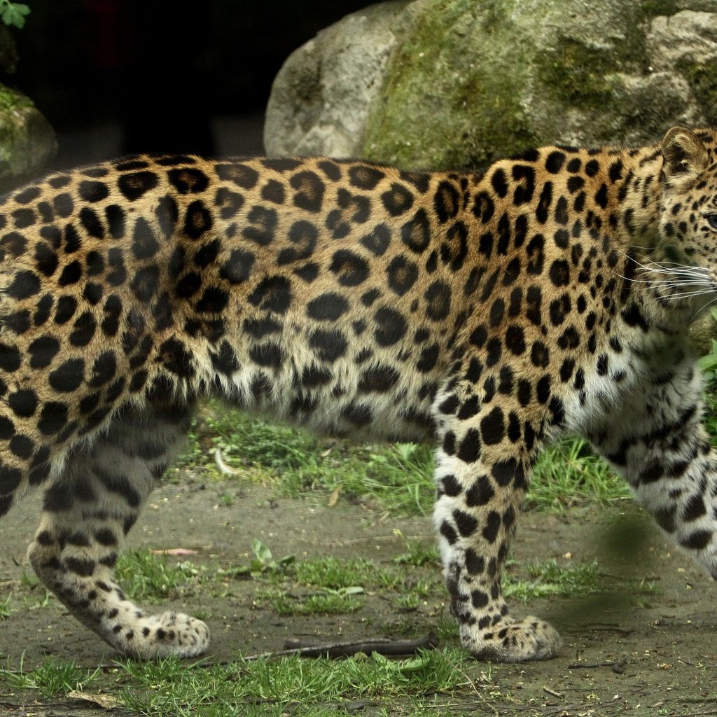 Обои леопард, хищник, большая кошка, амурский, leopard, predator, big cat, amur разрешение 2048x1365 Загрузить
