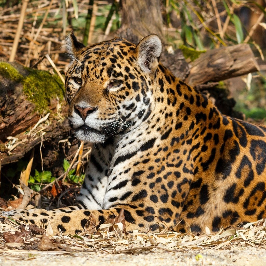 Обои природа, хищник, ягуар, дикая кошка, nature, predator, jaguar, wild cat разрешение 2048x1365 Загрузить