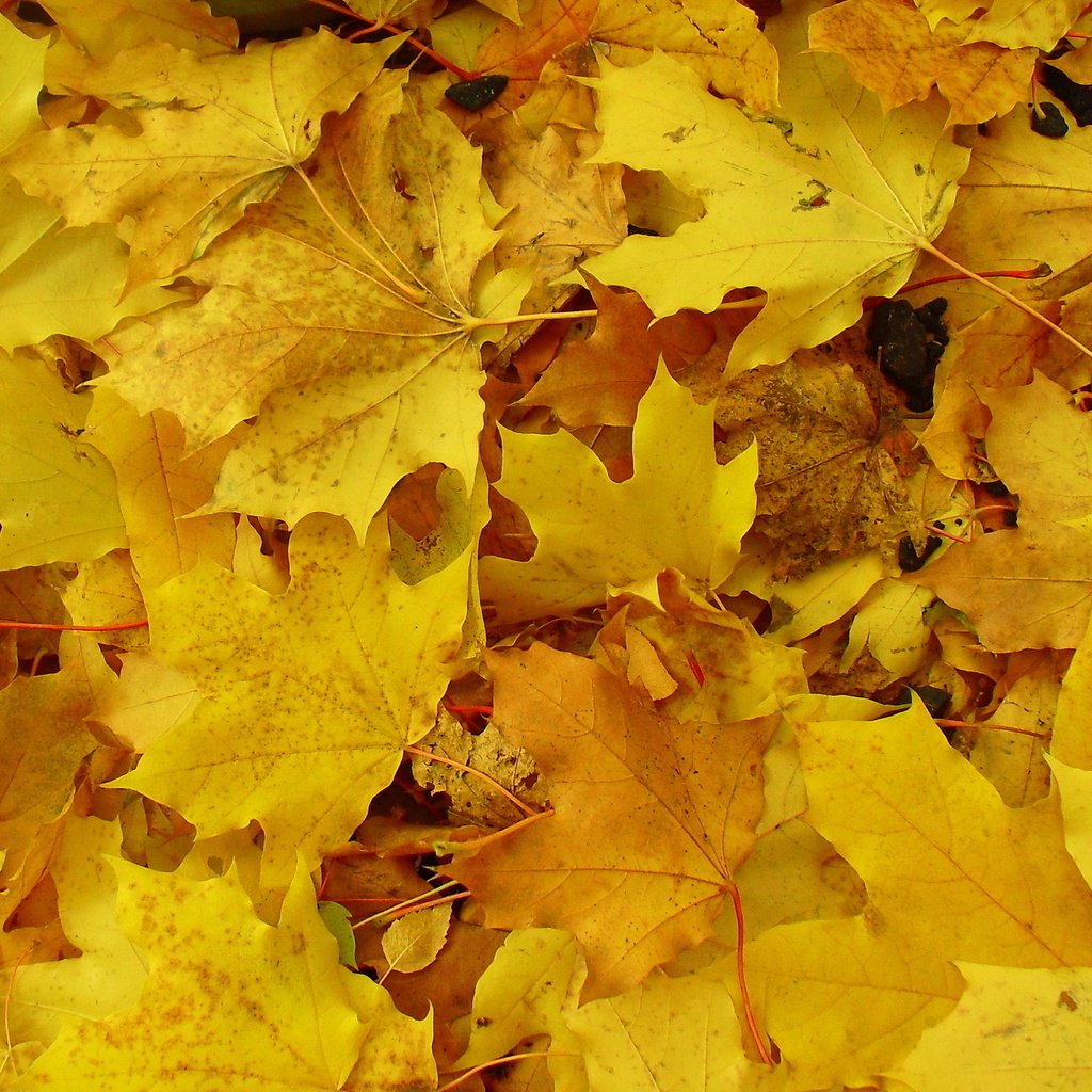 Обои природа, листья, макро, осень, nature, leaves, macro, autumn разрешение 2560x1600 Загрузить