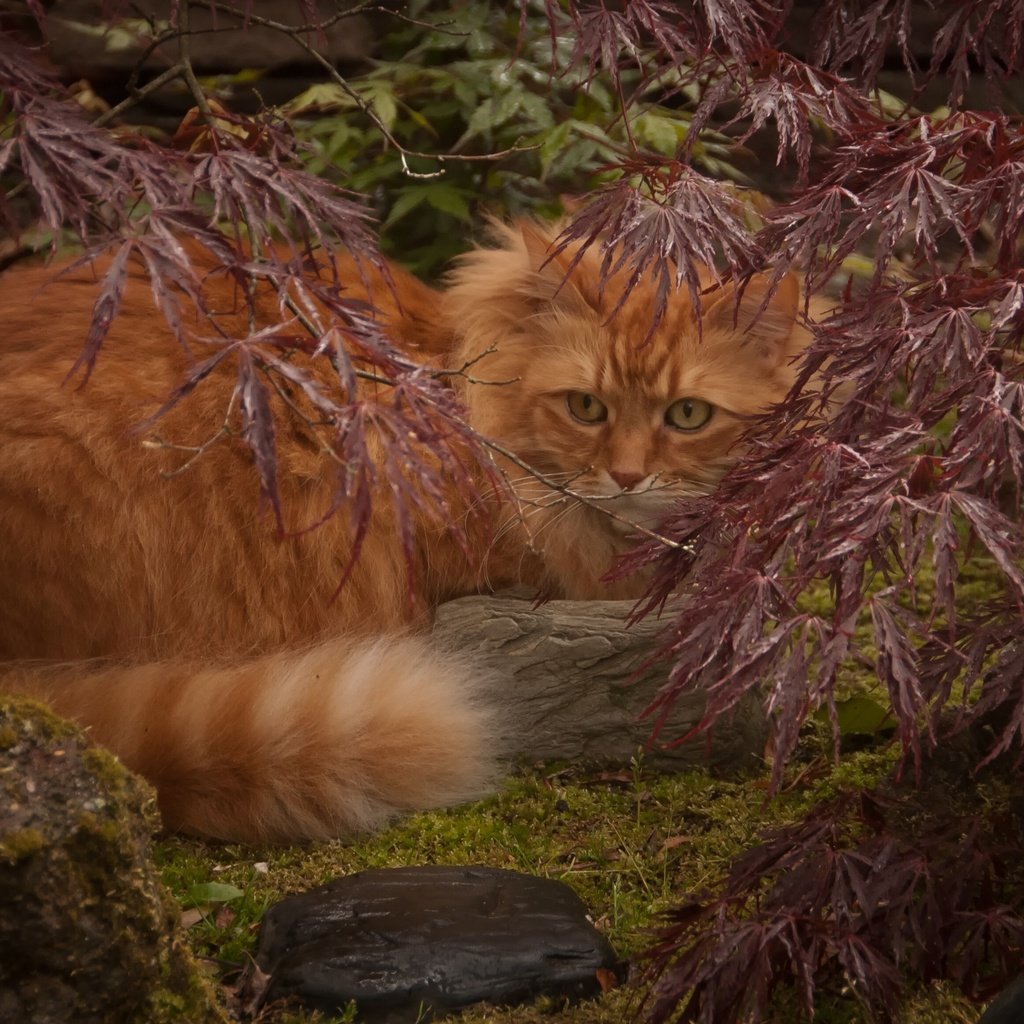 Обои листья, кот, ветки, кошка, рыжий, leaves, cat, branches, red разрешение 3000x1925 Загрузить