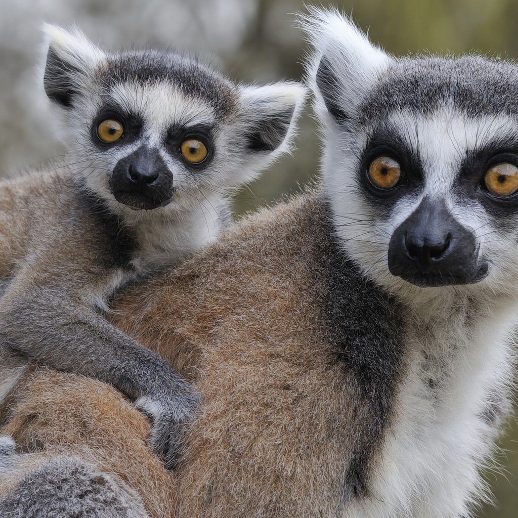 Обои животные, лемуры, детеныш, кошачий лемур, катта, ring-tailed lemur, animals, lemurs, cub, a ring-tailed lemur, katta разрешение 2560x1600 Загрузить