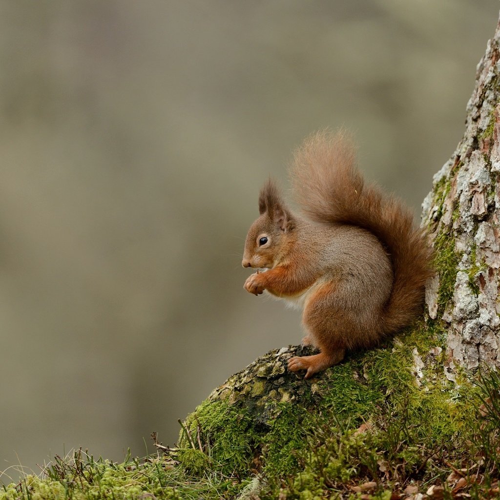 Обои дерево, животные, мох, белка, хвост, белочка, tree, animals, moss, protein, tail, squirrel разрешение 2048x1367 Загрузить