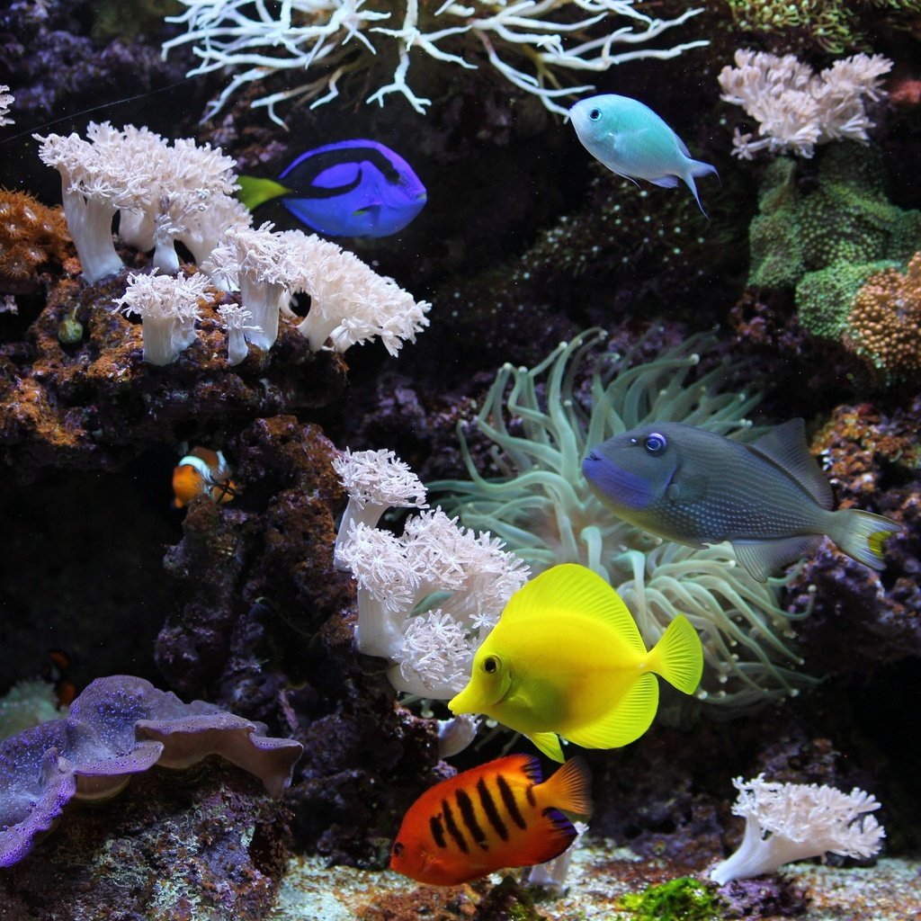 Обои рыбки, рыбы, красочные, аквариум, кораллы, яркие, подводный мир, аквариумные рыбки, fish, colorful, aquarium, corals, bright, underwater world, aquarium fish разрешение 2560x1650 Загрузить