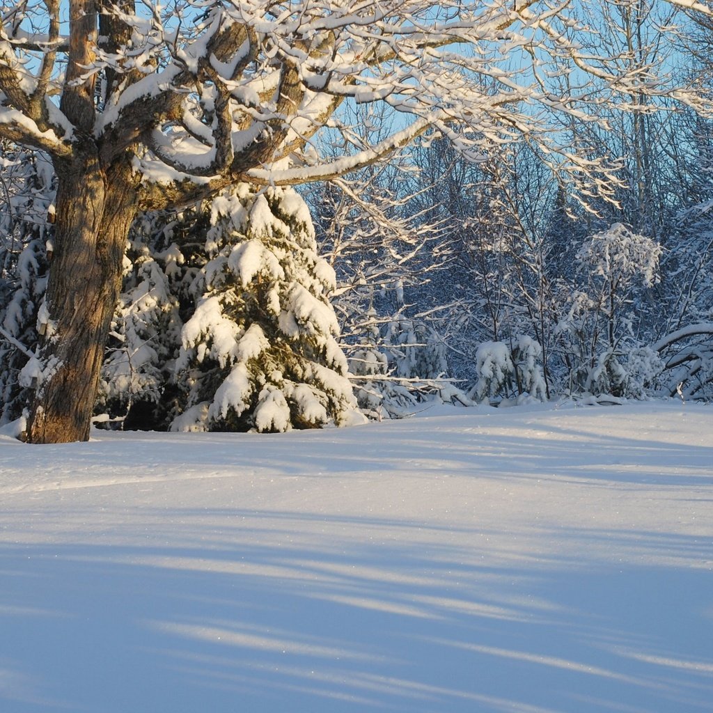 Обои деревья, снег, лес, зима, канада, trees, snow, forest, winter, canada разрешение 2560x1719 Загрузить