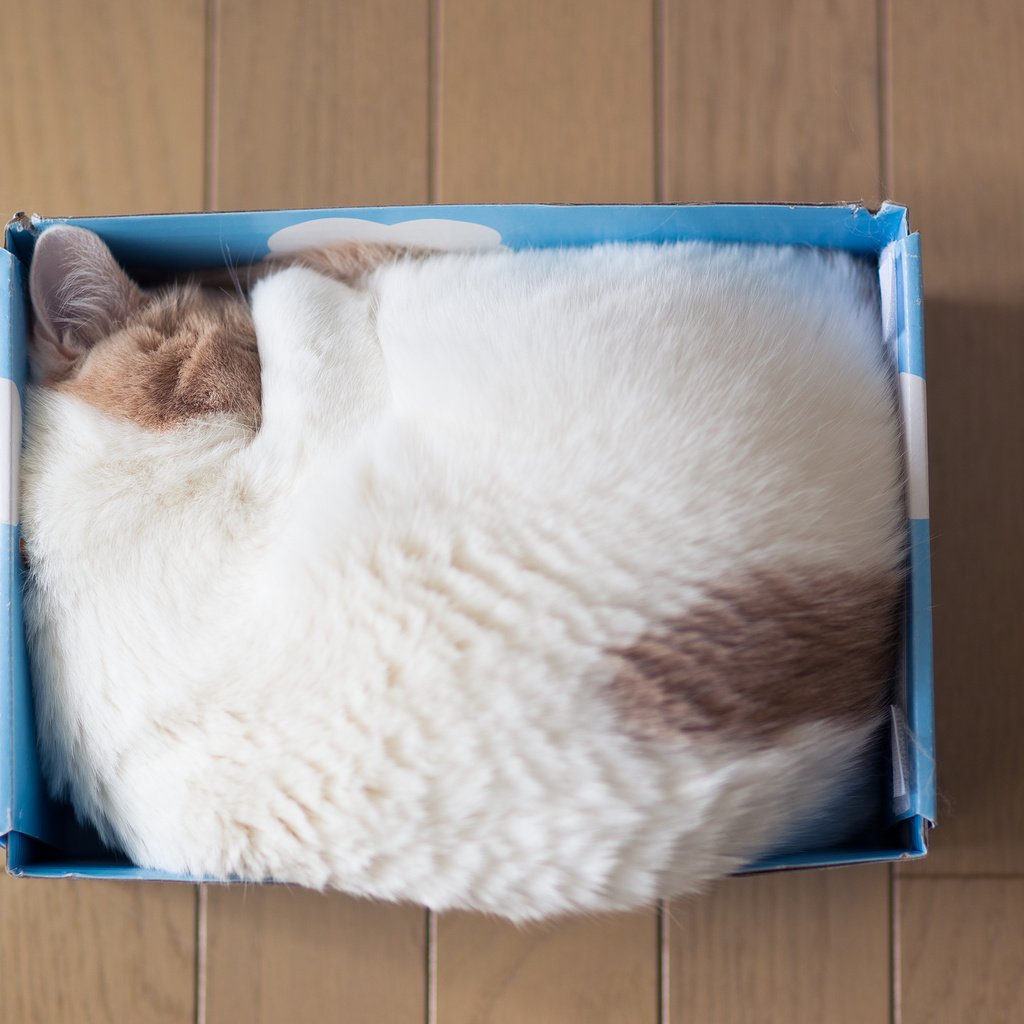 Обои кошка, спит, дом, коробка, cat, sleeping, house, box разрешение 2048x1419 Загрузить