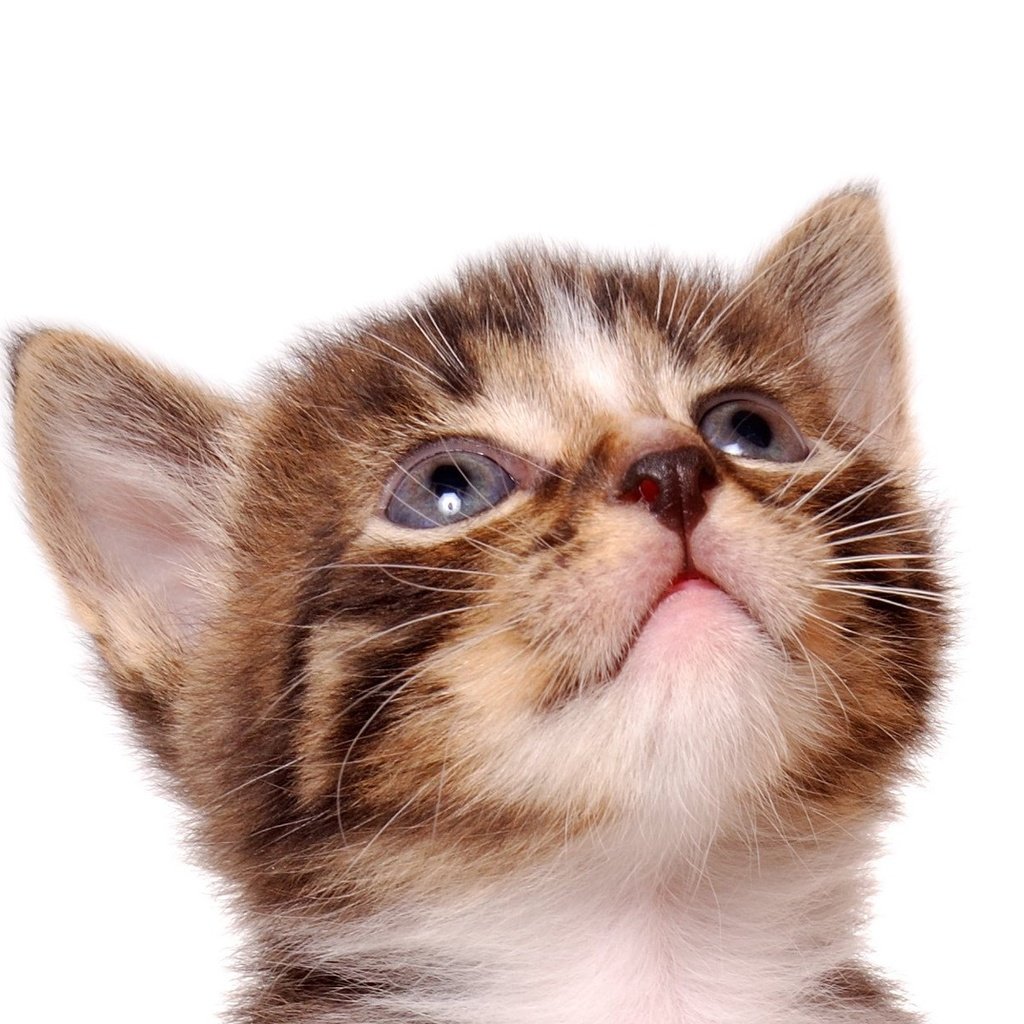 Обои кот, кошка, котенок, белый фон, полосатый, cat, kitty, white background, striped разрешение 1920x1200 Загрузить