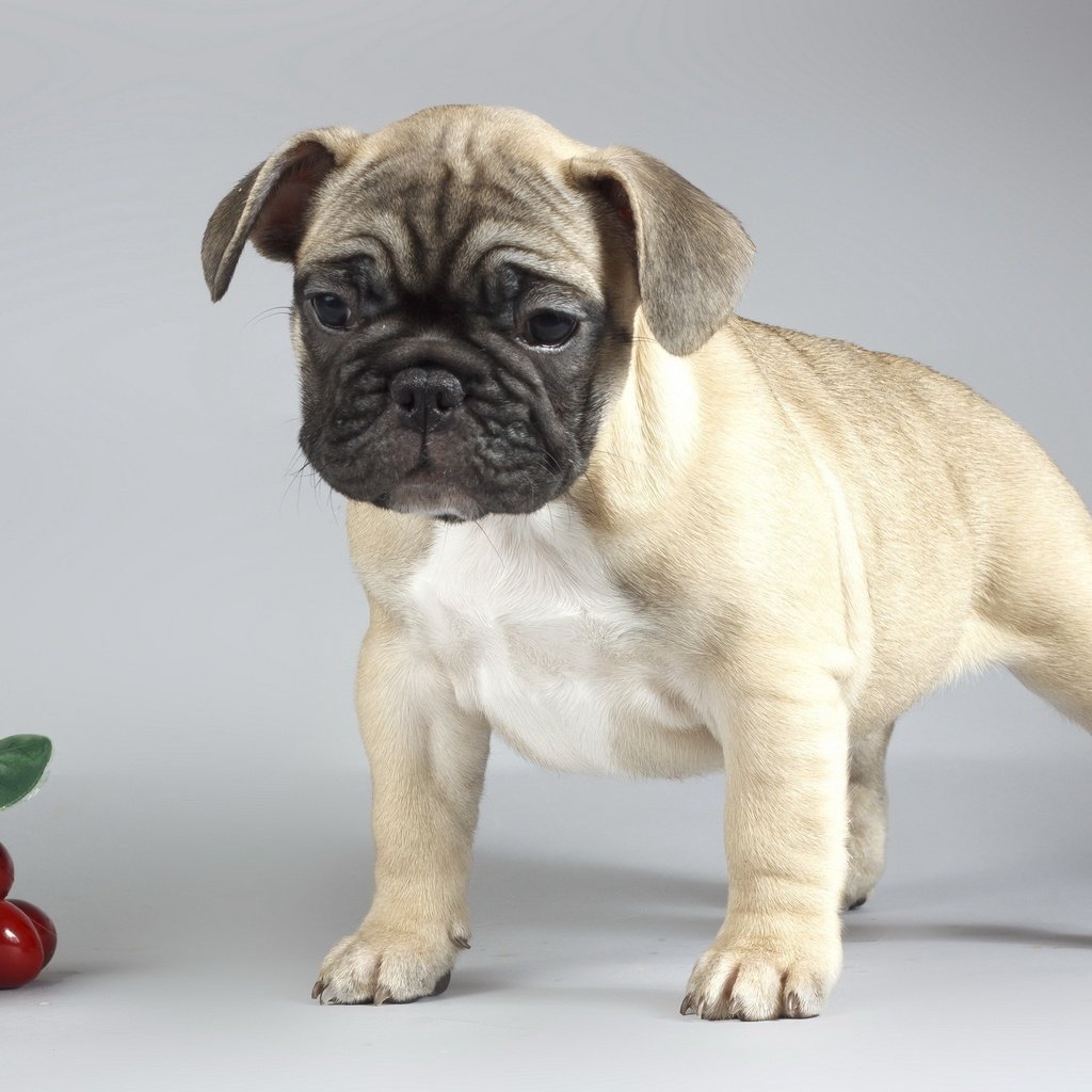 Обои фон, собака, щенок, вишни, мопс, background, dog, puppy, cherry, pug разрешение 2560x1600 Загрузить