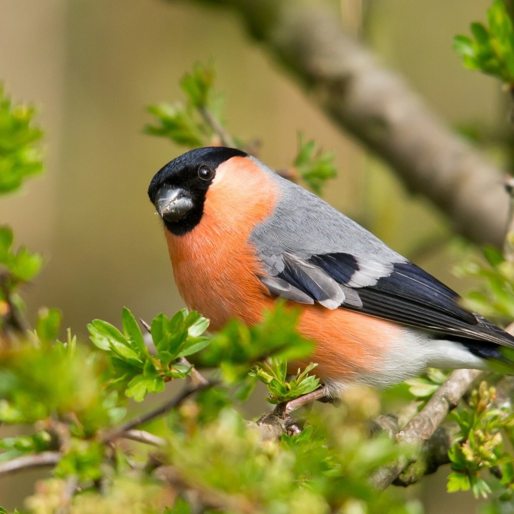 Обои листья, ветки, птица, клюв, снегирь, leaves, branches, bird, beak, bullfinch разрешение 2048x1538 Загрузить