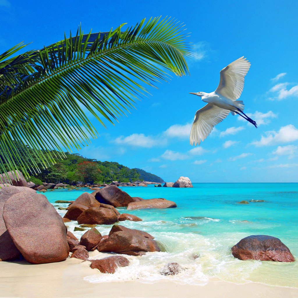 Обои море, пляж, отдых, птичка, тропики, сейшелы, sea, beach, stay, bird, tropics, seychelles разрешение 2537x2409 Загрузить