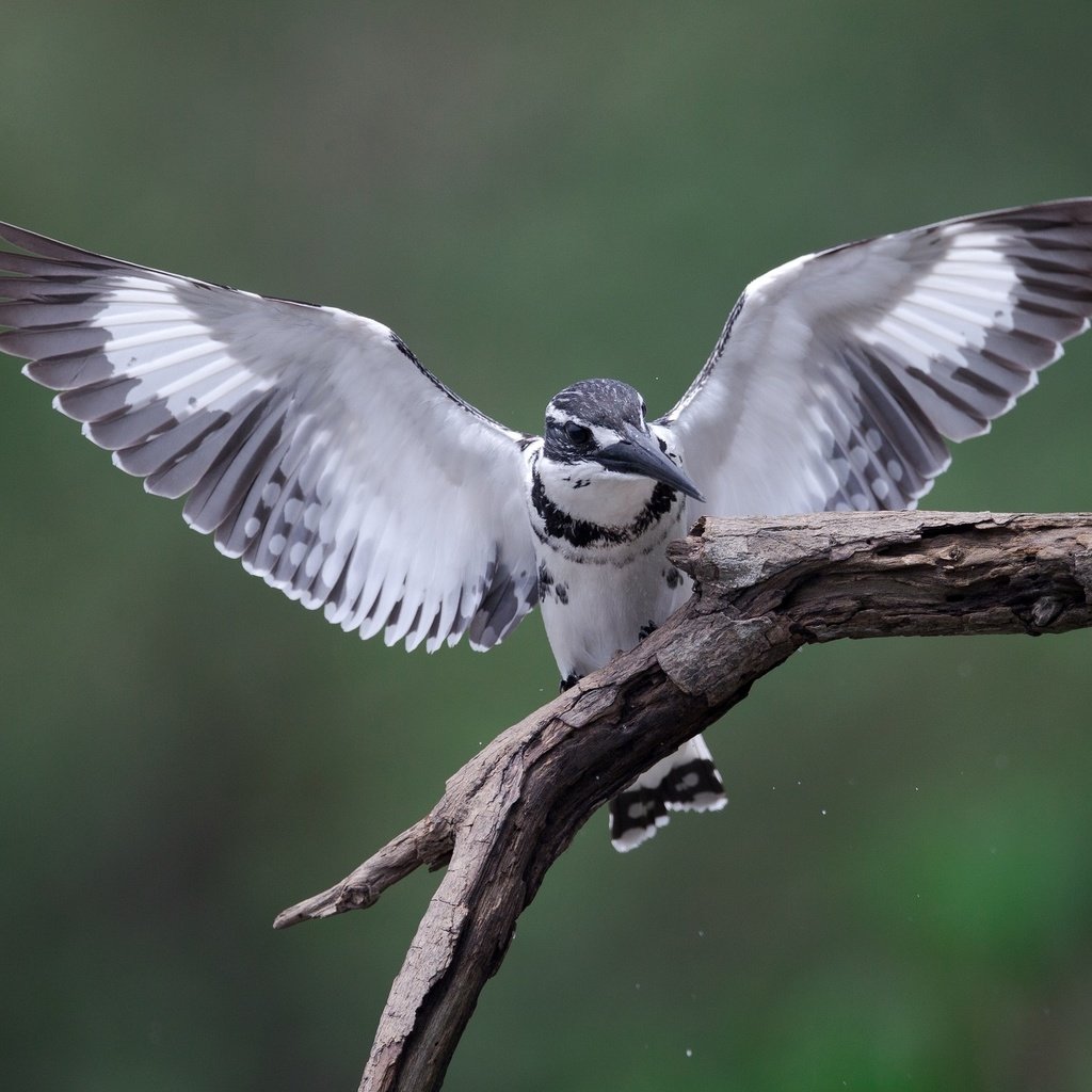 Обои ветка, крылья, птицы, зимородок, branch, wings, birds, kingfisher разрешение 2048x1362 Загрузить