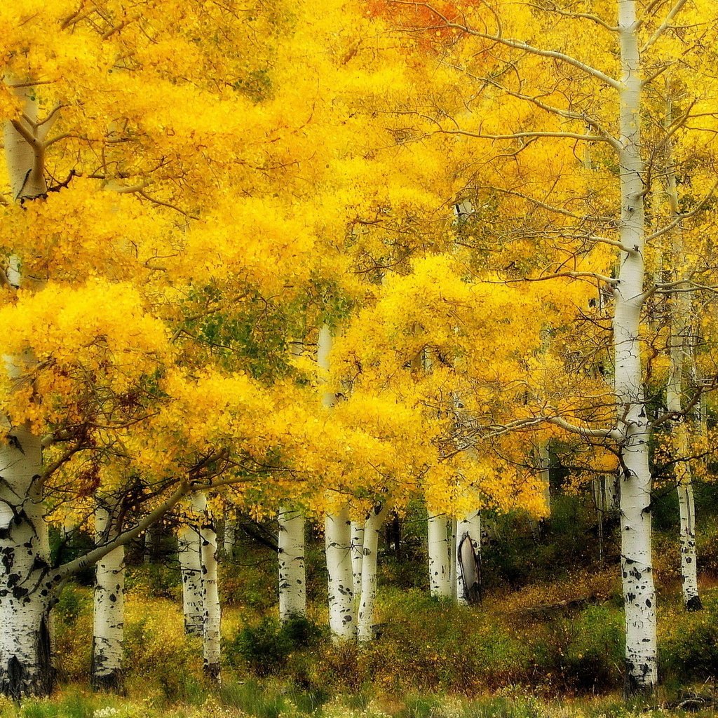 Обои пейзаж, березы, осень, роща, landscape, birch, autumn, grove разрешение 1920x1200 Загрузить
