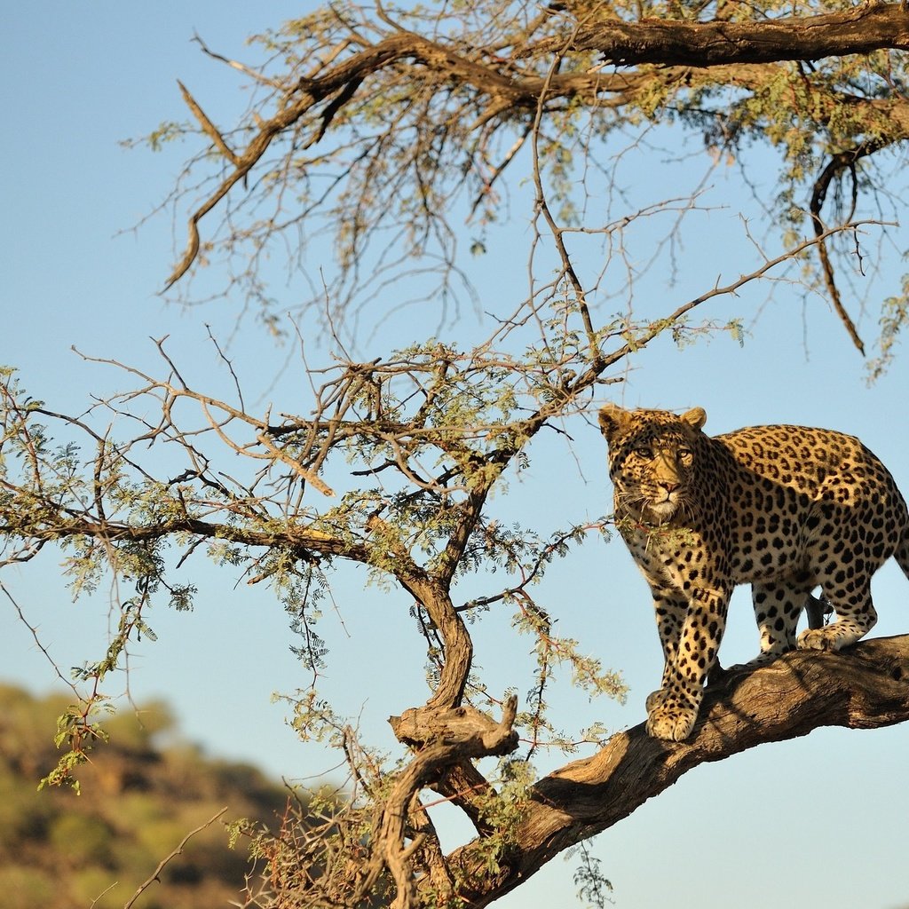 Обои дерево, пустыня, леопард, хищник, большая кошка, дикая природа, tree, desert, leopard, predator, big cat, wildlife разрешение 2048x1362 Загрузить