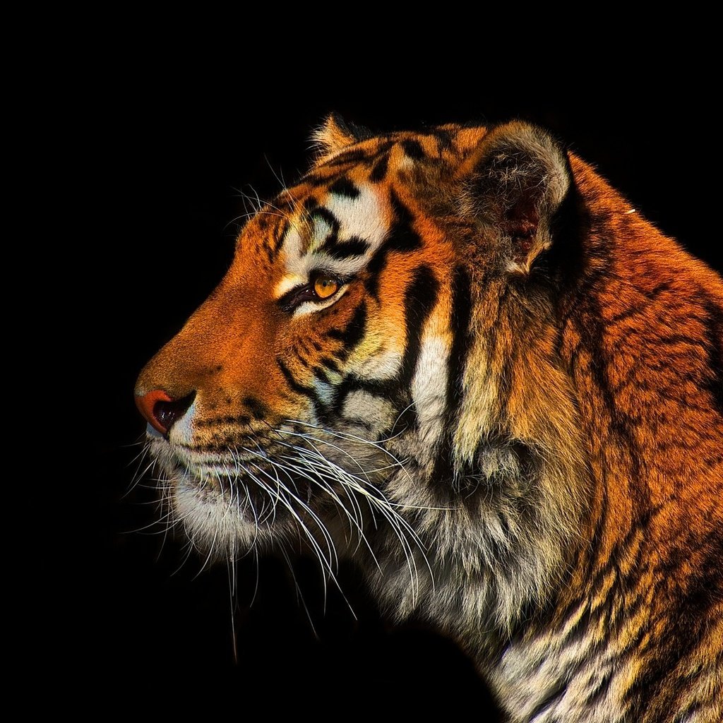 Обои тигр, хищник, профиль, черный фон, tiger, predator, profile, black background разрешение 1990x1206 Загрузить