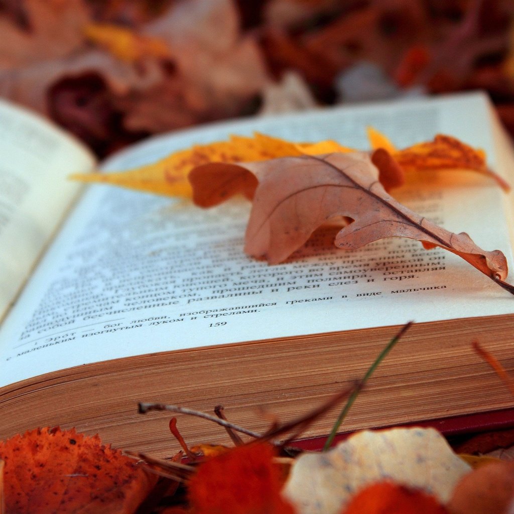 Обои листья, листва, осень, текст, книга, страницы, leaves, foliage, autumn, text, book, page разрешение 2048x1365 Загрузить