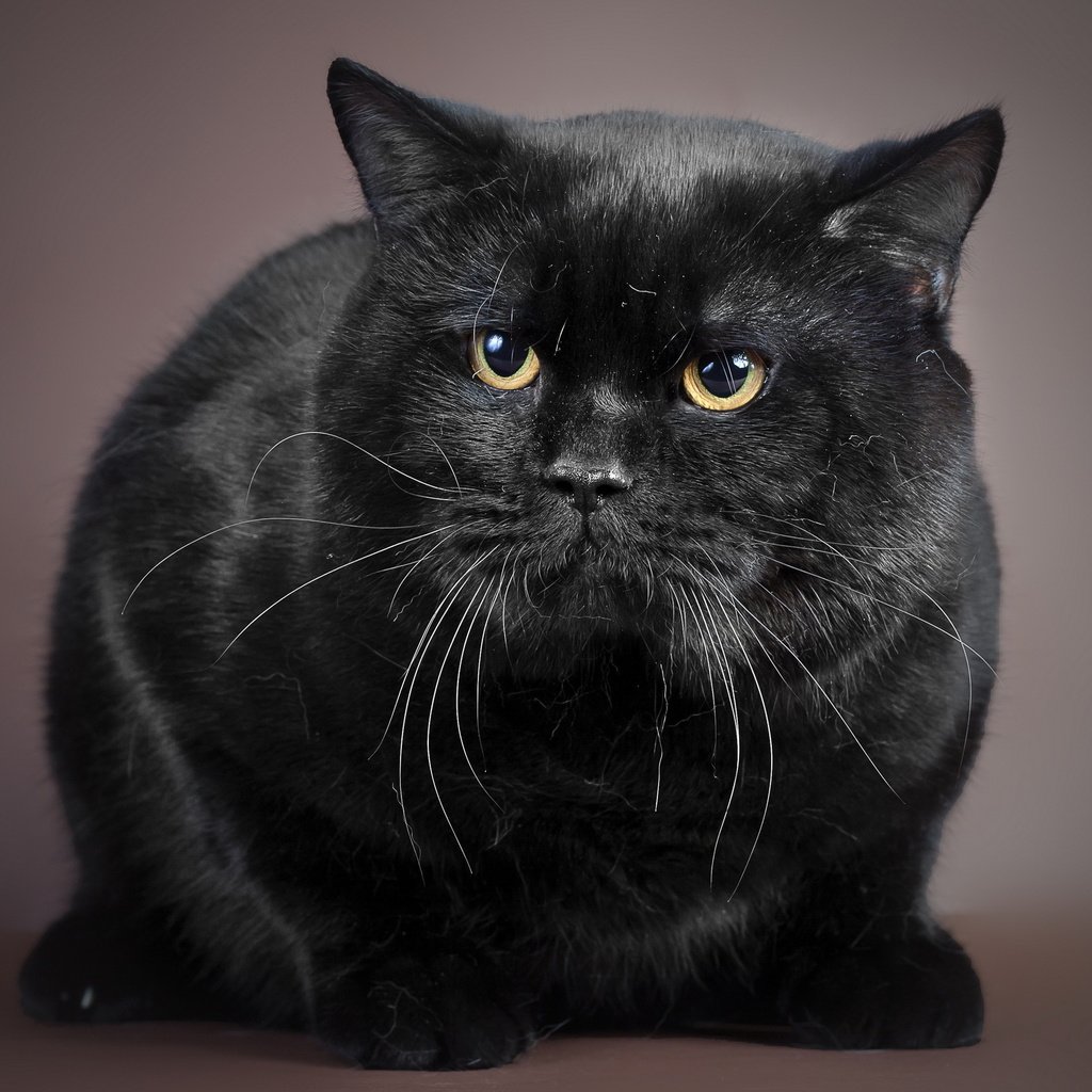 черный британец кот фото
