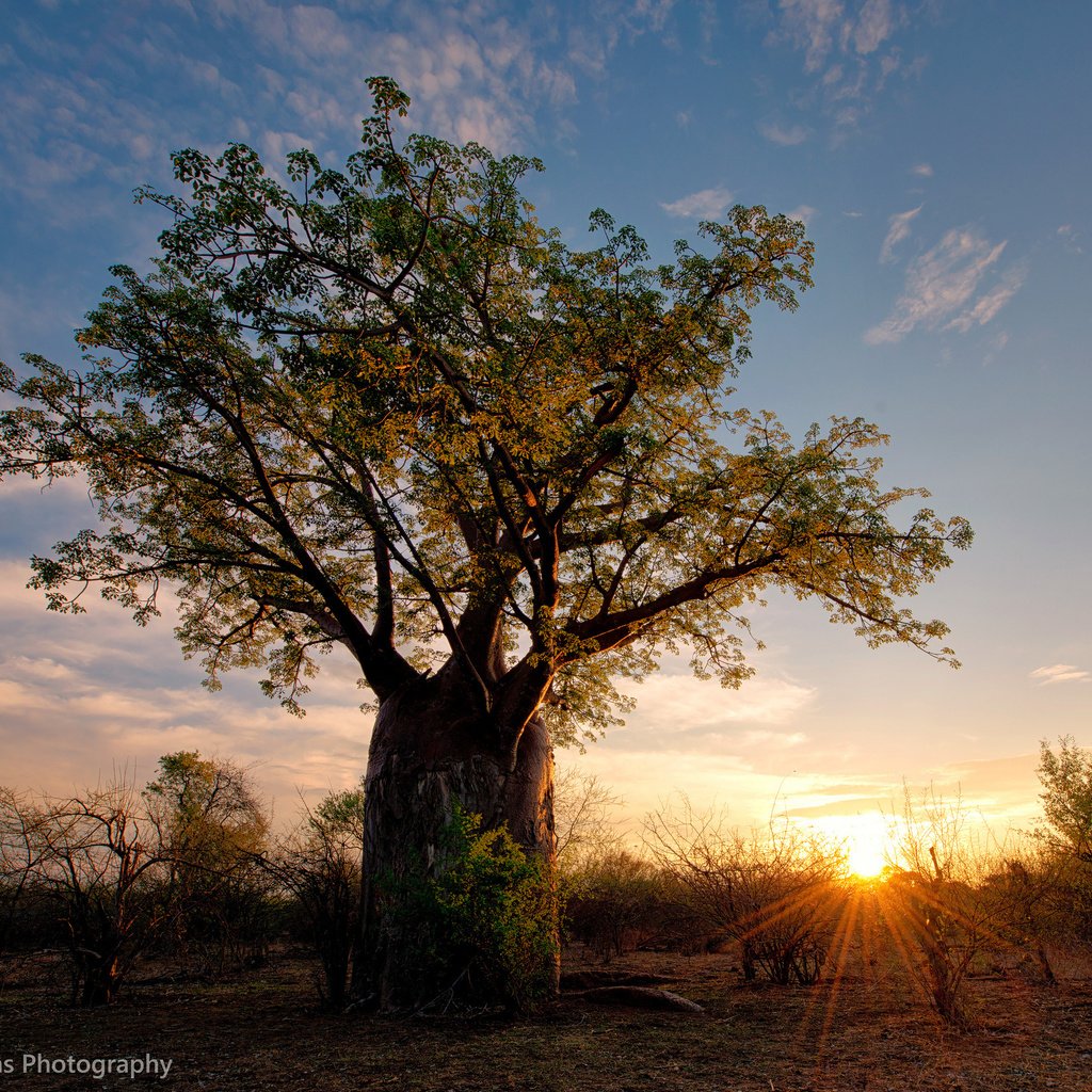 Обои солнце, дерево, африка, баобаб, зимбабве, the sun, tree, africa, baobab, zimbabwe разрешение 2048x1654 Загрузить