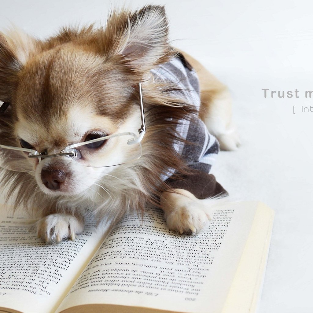 Обои очки, собака, щенок, книга, чихуахуа, glasses, dog, puppy, book, chihuahua разрешение 2048x1395 Загрузить
