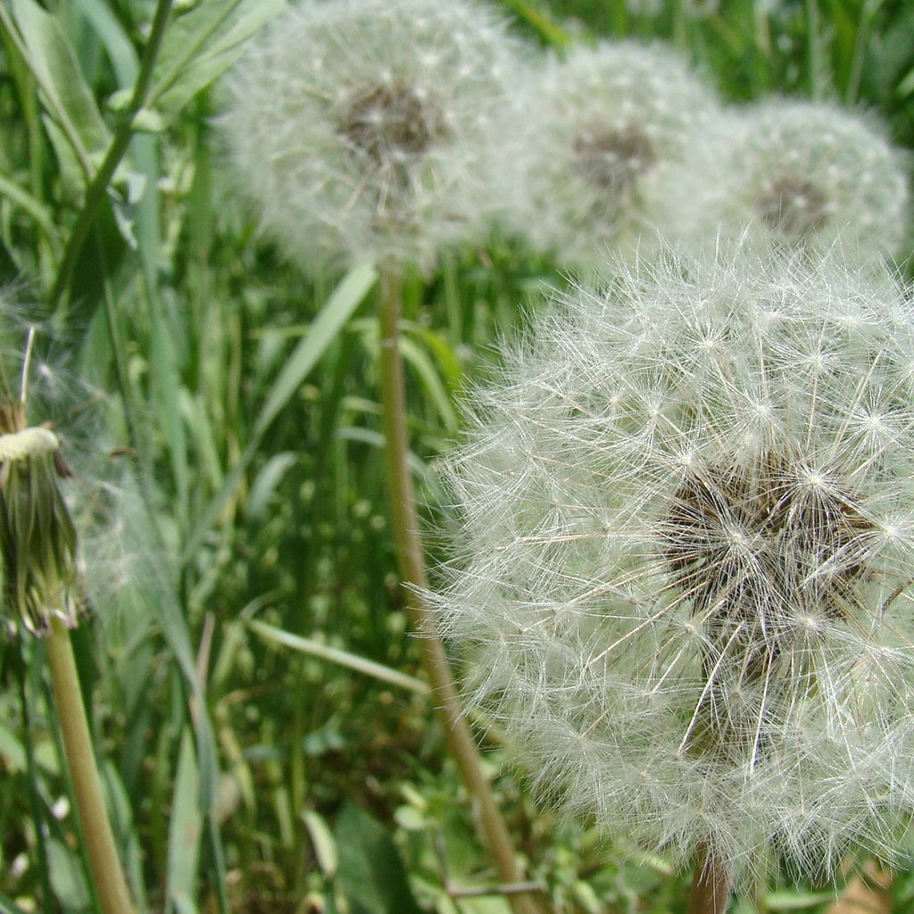 Обои цветы, трава, макро, одуванчики, пух, пушинки, былинки, flowers, grass, macro, dandelions, fluff, fuzzes, blade разрешение 1920x1080 Загрузить