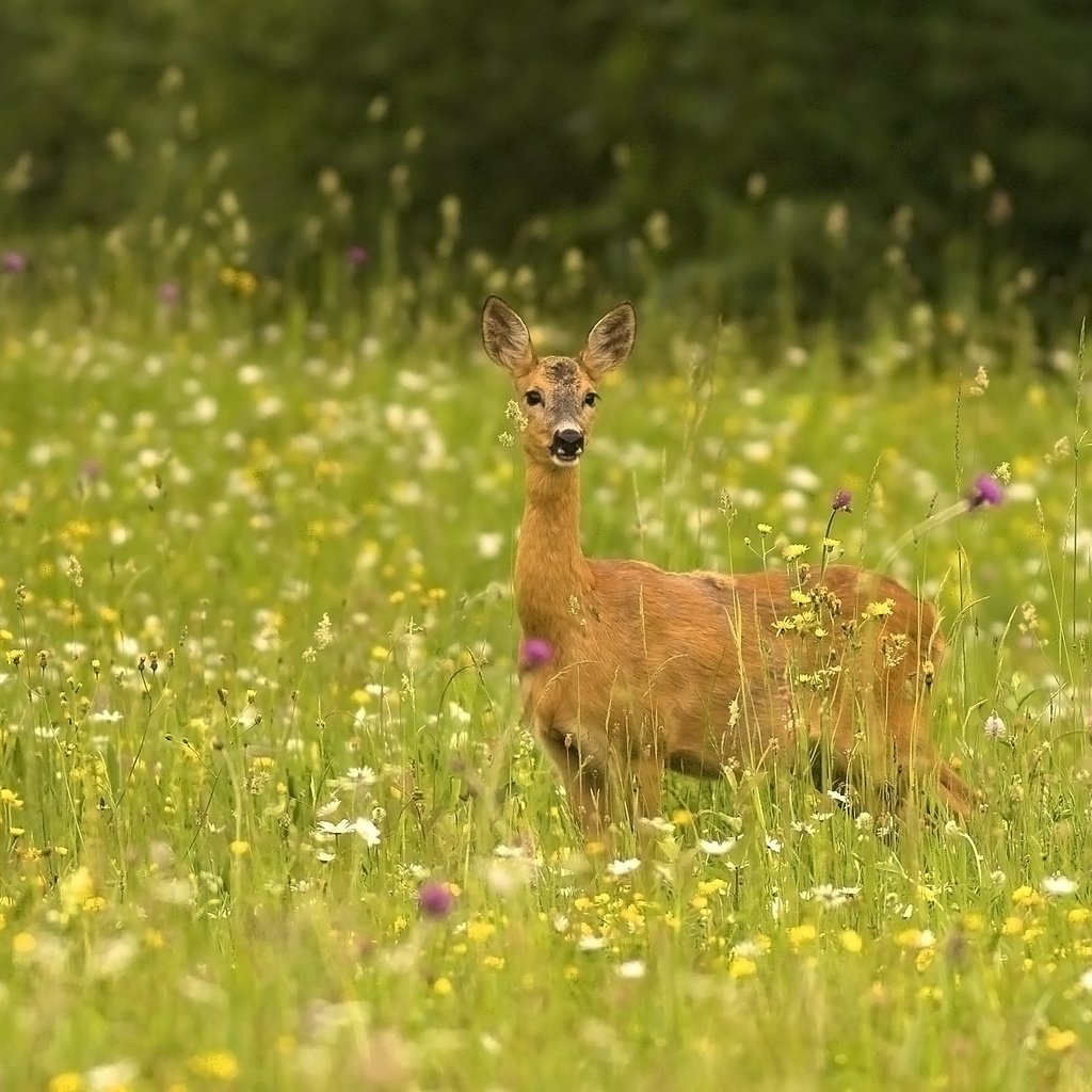 Обои трава, природа, животные, косуля, grass, nature, animals, roe разрешение 3198x2166 Загрузить