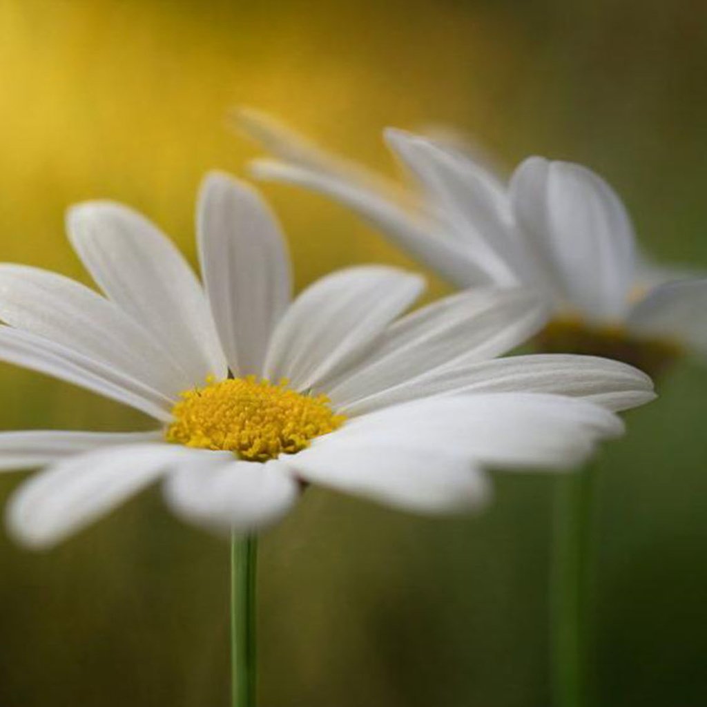 Обои ромашки, крупный план, на рабочий стол, chamomile, close-up, on the desktop разрешение 1920x1200 Загрузить