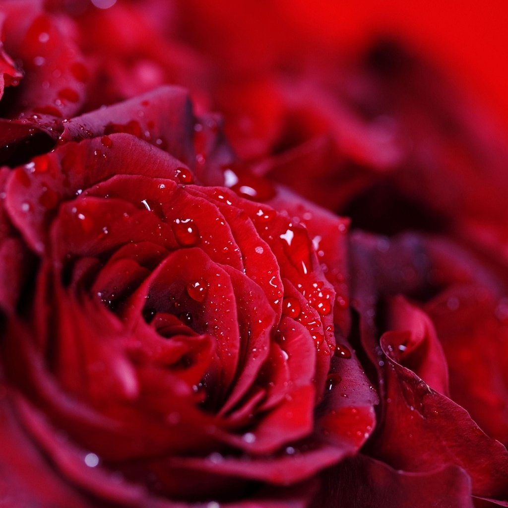 Обои капли, розы, красные, букет, много, drops, roses, red, bouquet, a lot разрешение 1920x1080 Загрузить