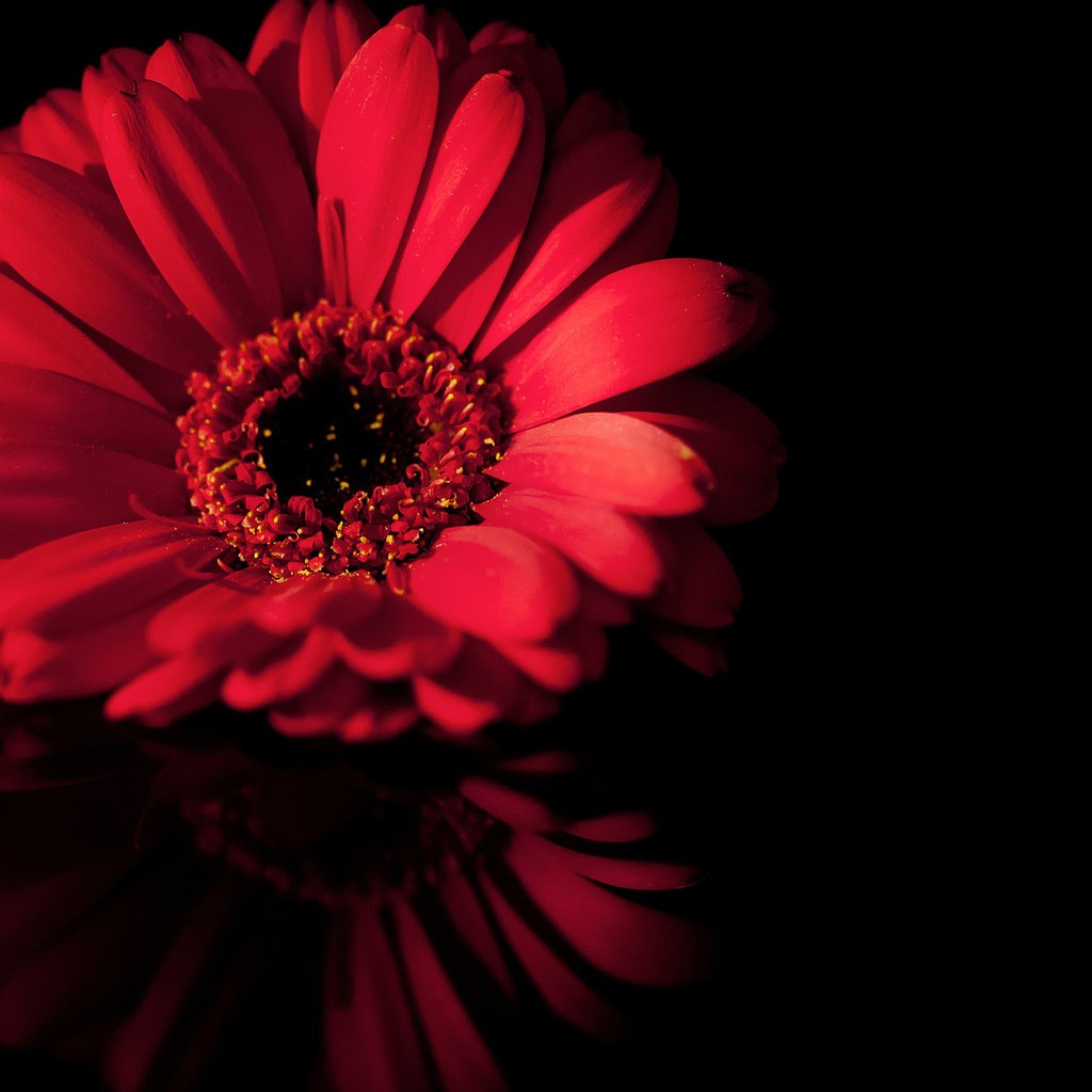 Обои макро, отражение, цветок, лепестки, черный, красный, macro, reflection, flower, petals, black, red разрешение 1920x1080 Загрузить