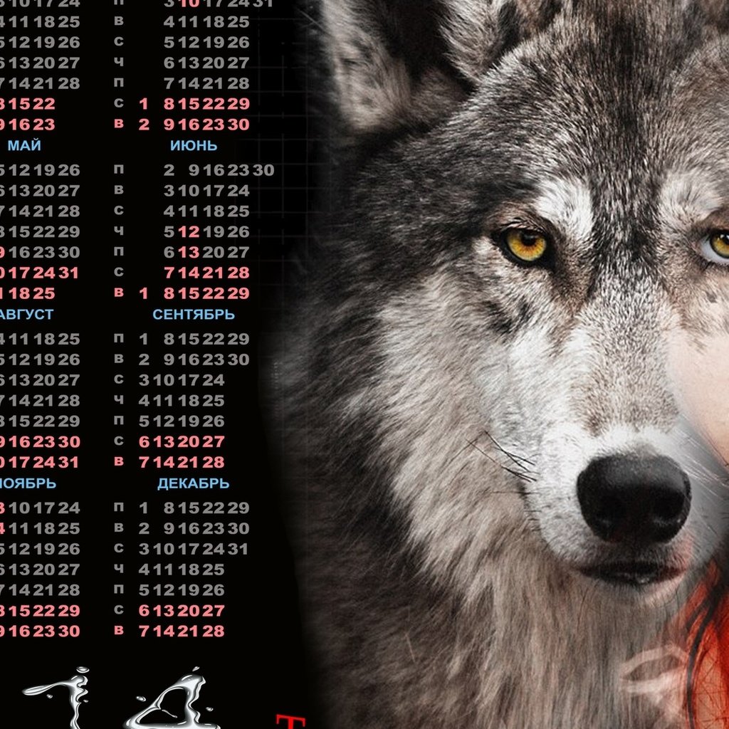 Обои календарь, 2014 год, одинокая волчица, calendar, 2014, lone wolf разрешение 1920x1080 Загрузить