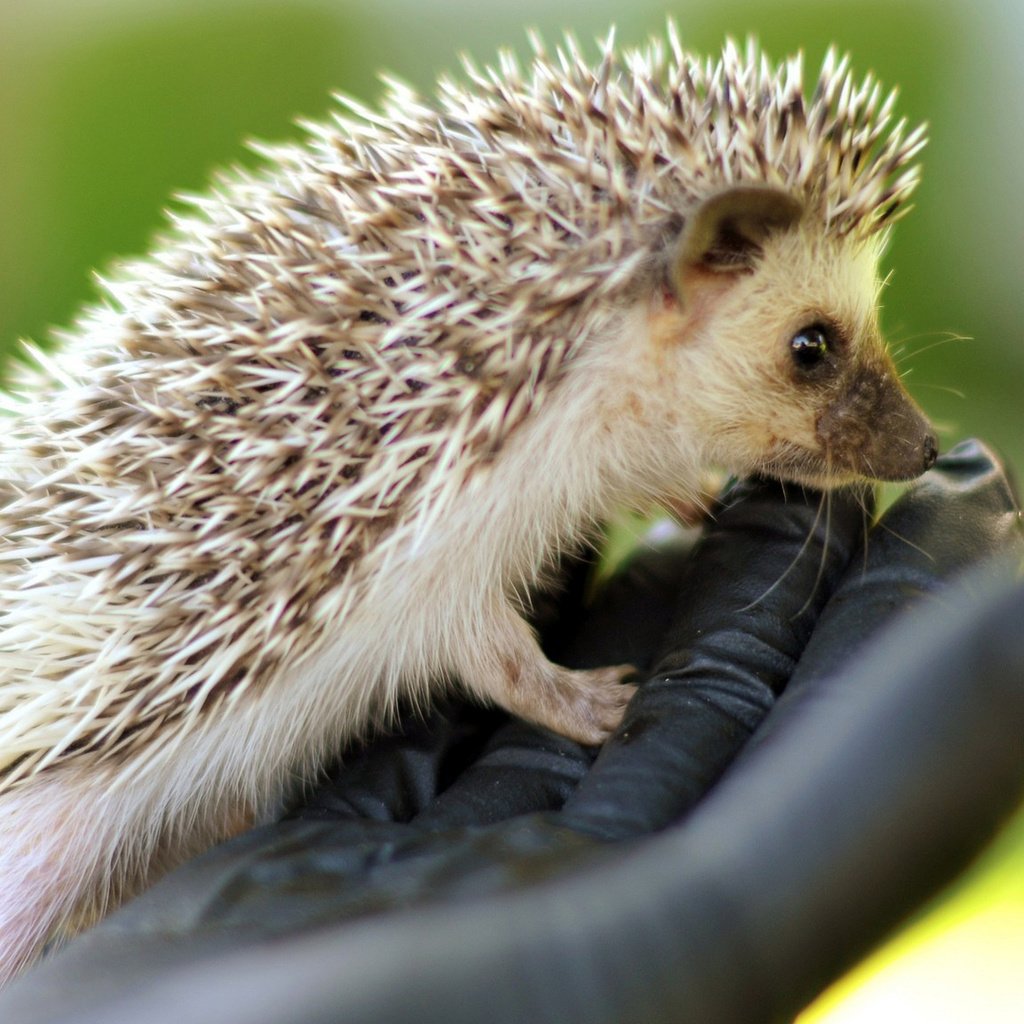 Обои рука, мордочка, ежик, кисть, иголки, еж, hand, muzzle, hedgehog, brush, needles разрешение 1920x1080 Загрузить