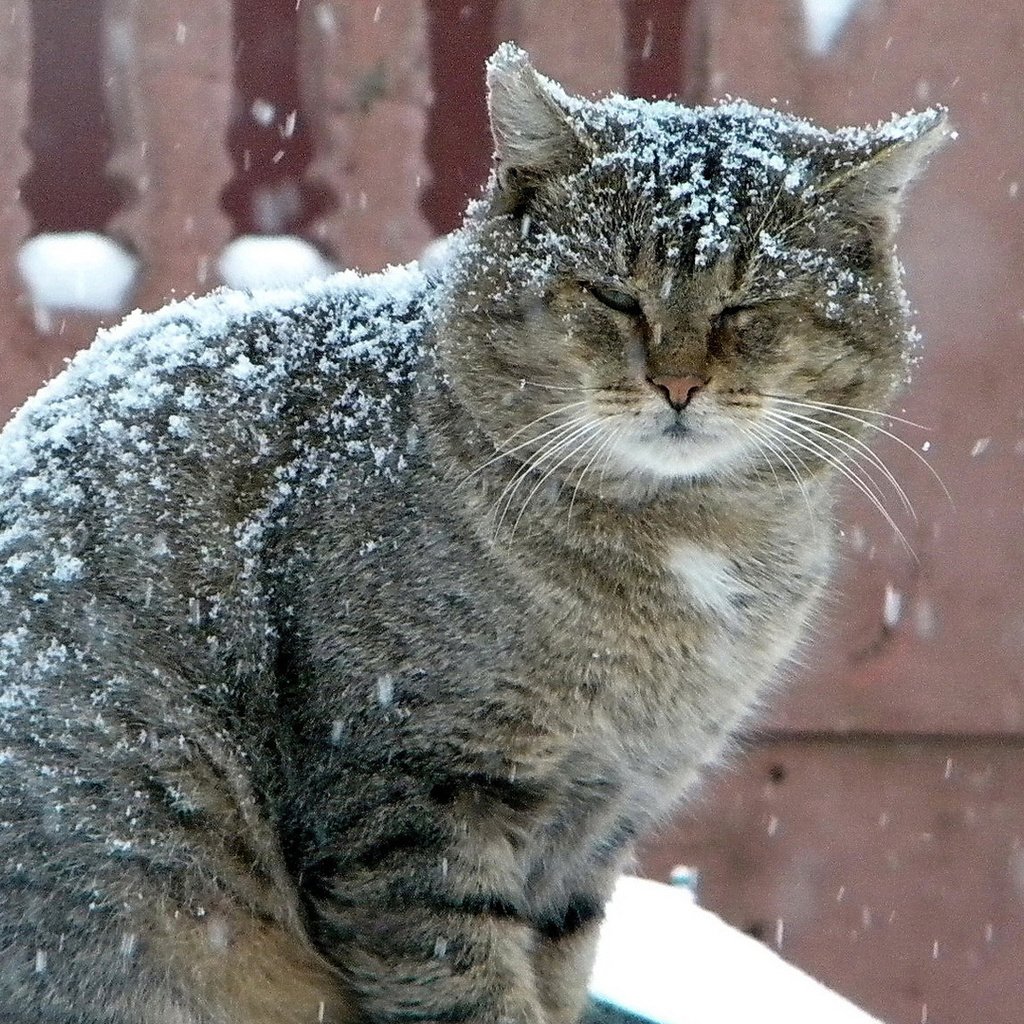 Грустный кот зимой