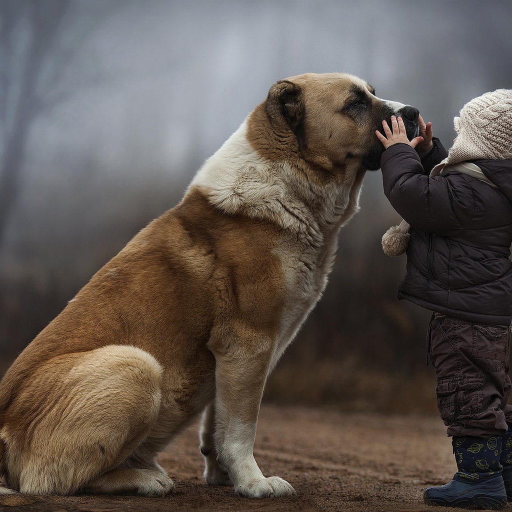 Обои собака, ребенок, дружба, dog, child, friendship разрешение 1920x1080 Загрузить