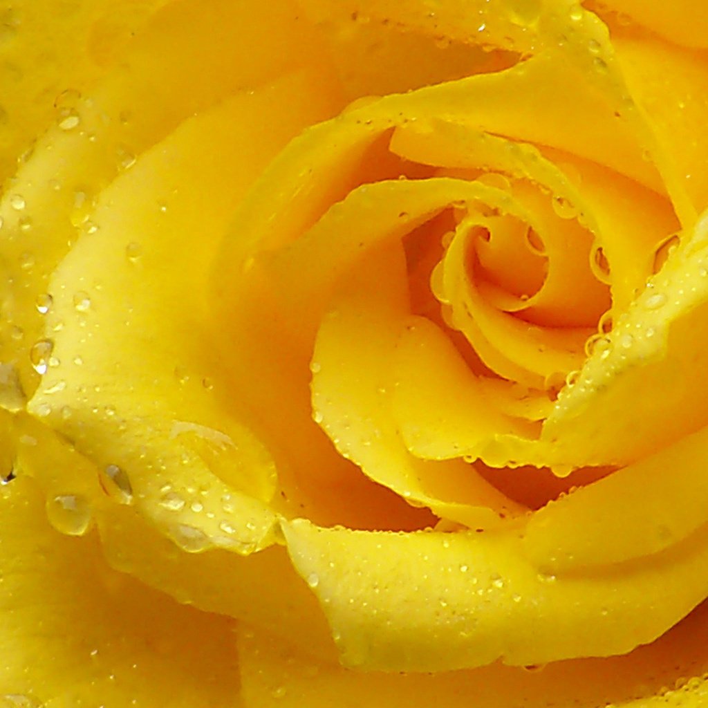 Обои макро, капли, роза, лепестки, желтая роза, macro, drops, rose, petals, yellow rose разрешение 1920x1080 Загрузить