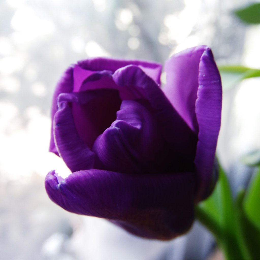 Обои фото, тюльпан, весенний день, photo, tulip, spring day разрешение 2560x1600 Загрузить
