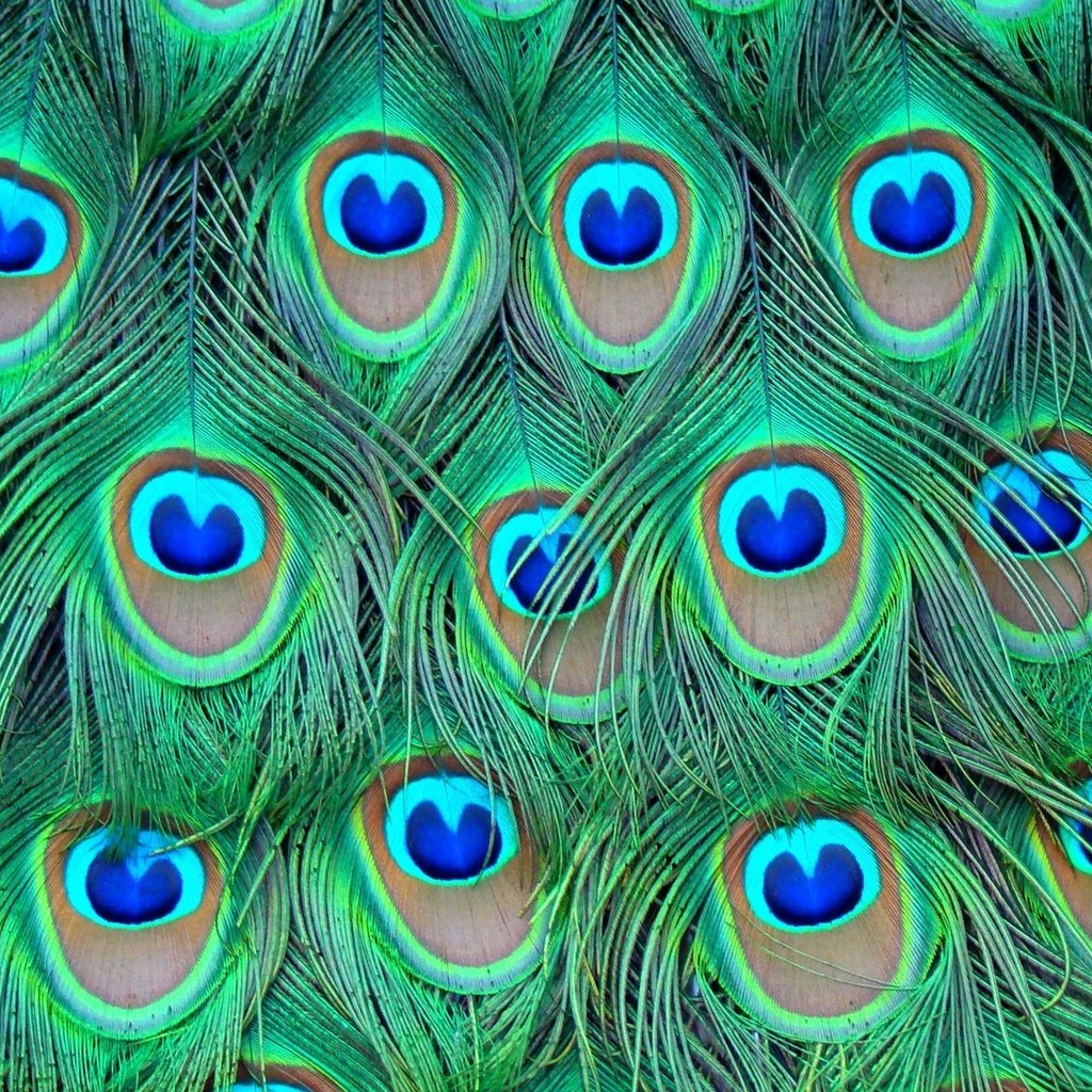 Обои перья, цветные, павлина, feathers, colored, peacock разрешение 1920x1080 Загрузить