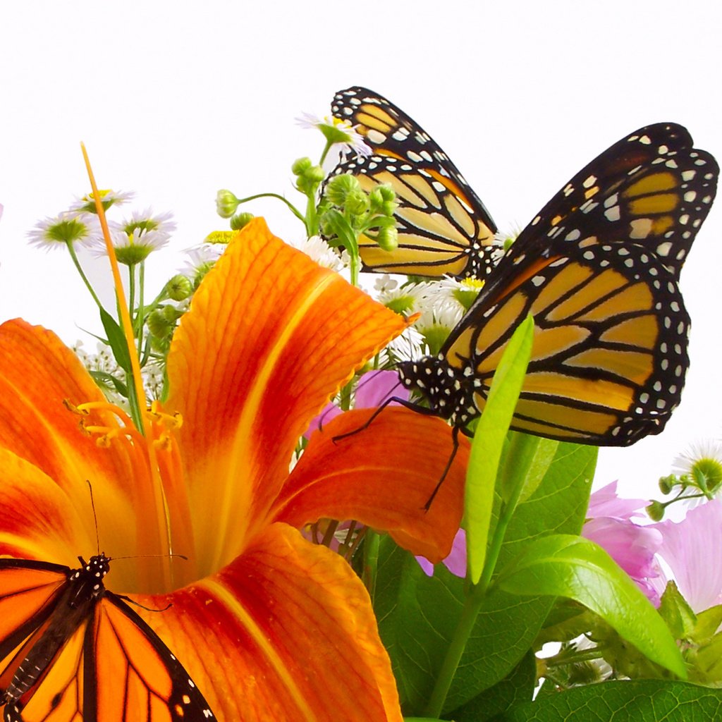 Обои цветы, крылья, насекомые, лилия, букет, бабочки, оранжевая, flowers, wings, insects, lily, bouquet, butterfly, orange разрешение 1920x1080 Загрузить