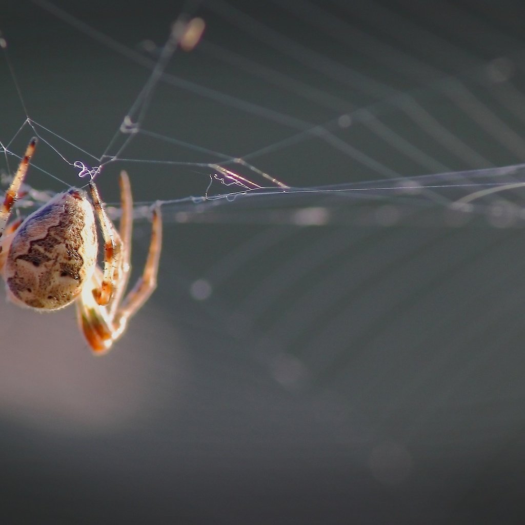 Обои лес, паук, паутина, forest, spider, web разрешение 1920x1080 Загрузить