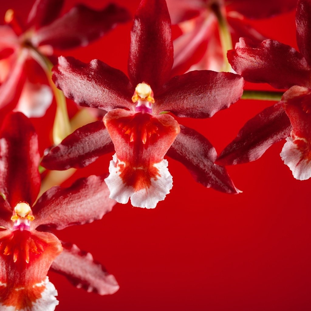 Обои лепестки, экзотика, орхидеи, petals, exotic, orchids разрешение 1920x1080 Загрузить