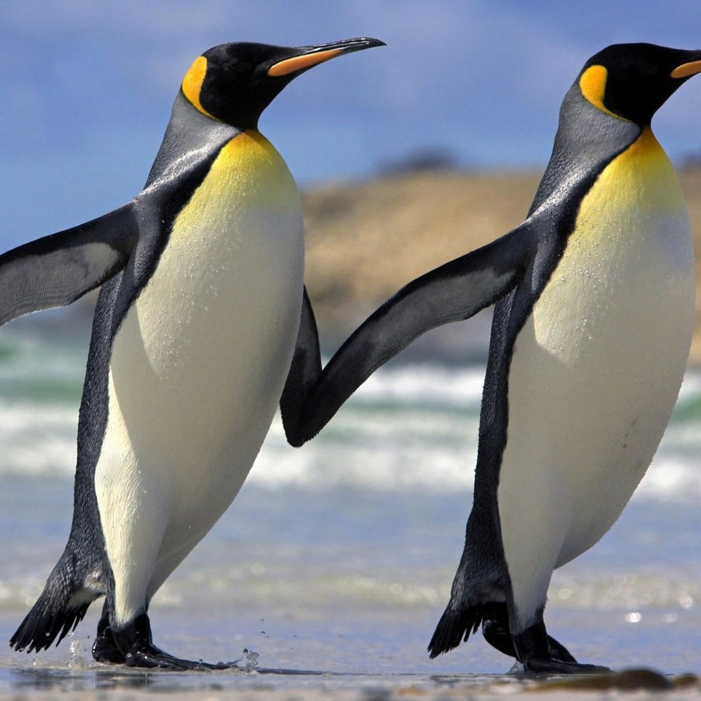 Обои пингвины, penguins разрешение 1920x1080 Загрузить