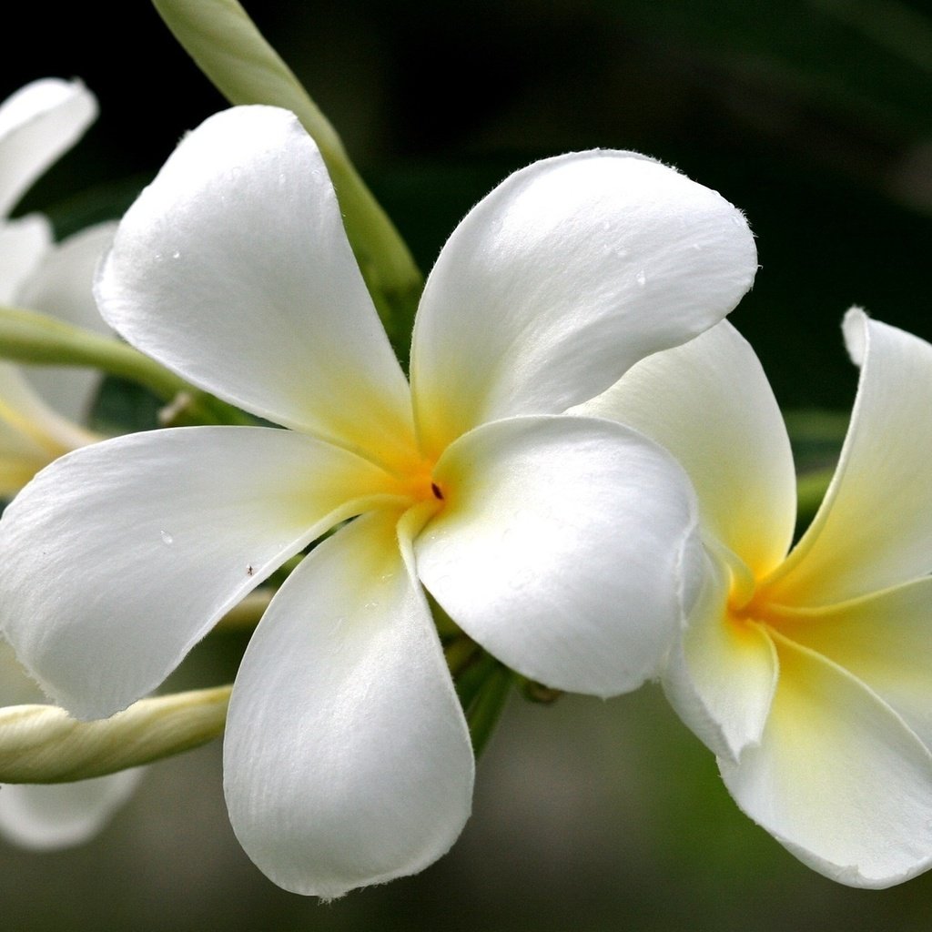 Обои цветы, желтый, белый, плюмерия, франжипани, flowers, yellow, white, plumeria, frangipani разрешение 1920x1080 Загрузить
