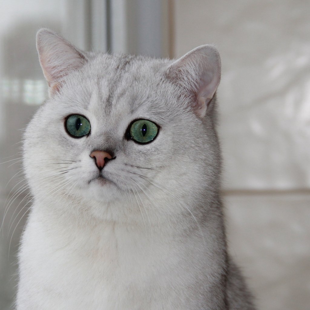 Обои кошка, окно, зеленые глаза, британская шиншилла, cat, window, green eyes, british chinchilla разрешение 1920x1080 Загрузить