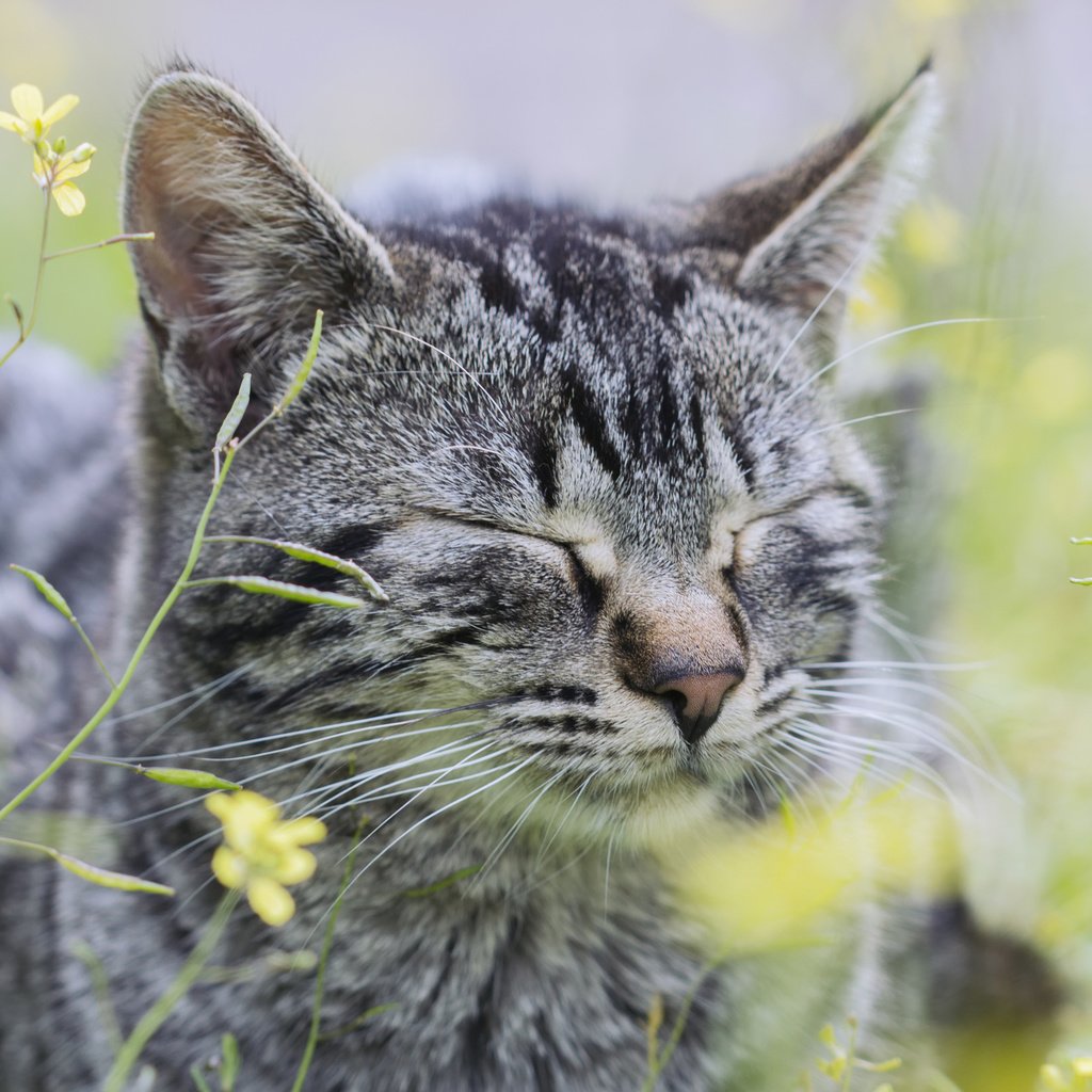 Обои цветы, трава, кот, кошка, серый, flowers, grass, cat, grey разрешение 2560x1600 Загрузить