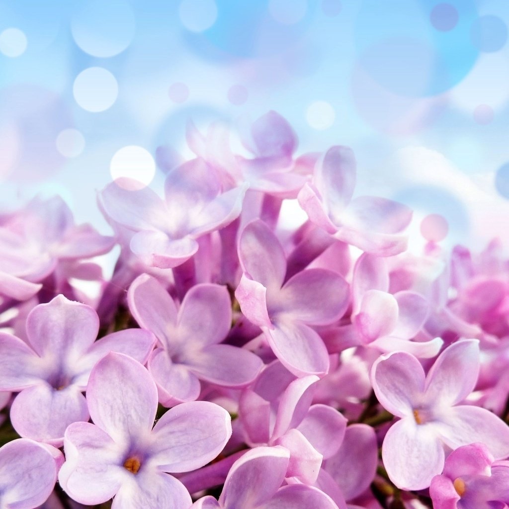 Обои сирень, lilac разрешение 2560x1600 Загрузить