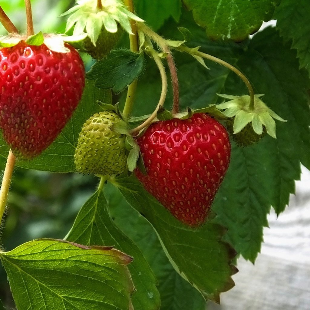 Обои листья, ягода, красная, клубника, зеленая, leaves, berry, red, strawberry, green разрешение 2560x1600 Загрузить