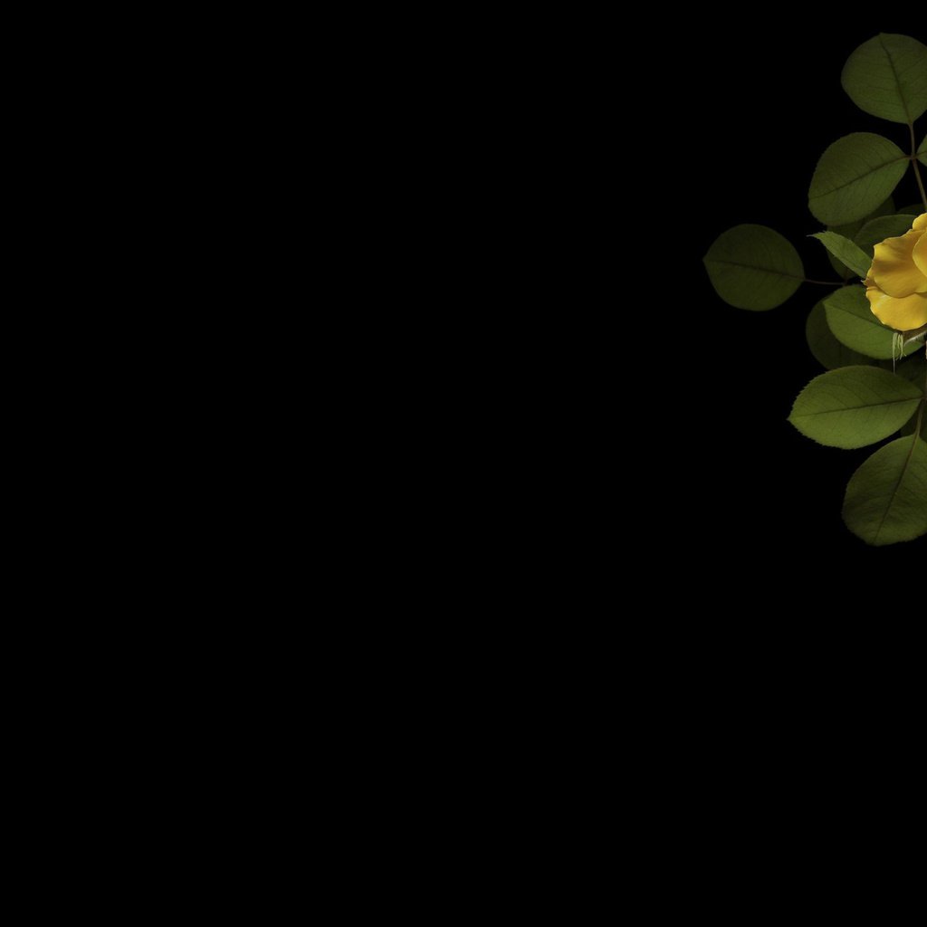 Обои минимализм, черный фон, желтая роза, minimalism, black background, yellow rose разрешение 2560x1600 Загрузить