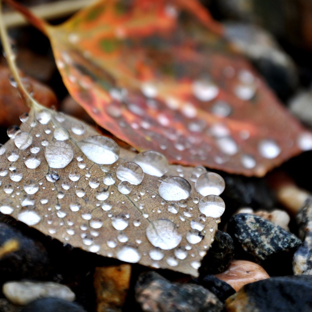 Обои камни, листья, капли, stones, leaves, drops разрешение 2560x1600 Загрузить