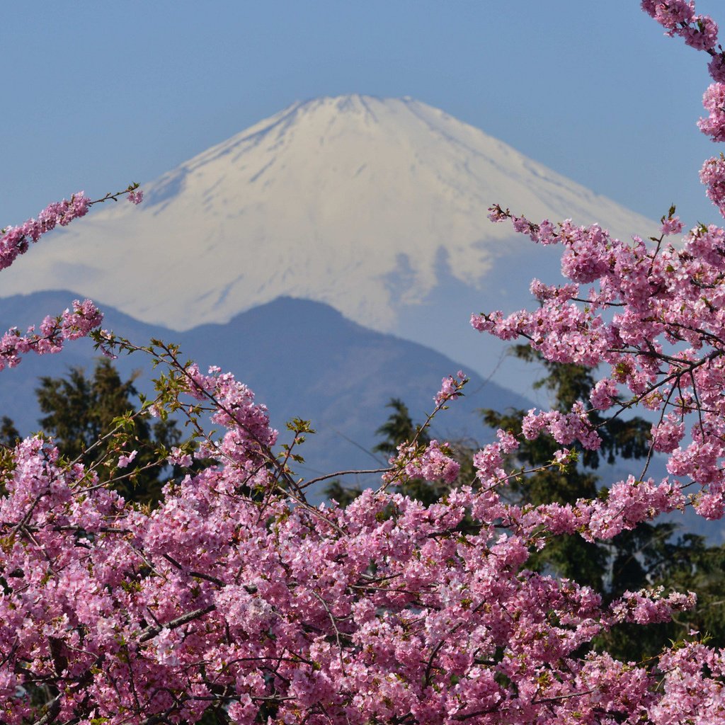 Обои цветение, гора, сакура, вулкан, японии, фудзияма, гора фудзи, flowering, mountain, sakura, the volcano, japan, fuji, mount fuji разрешение 1920x1200 Загрузить