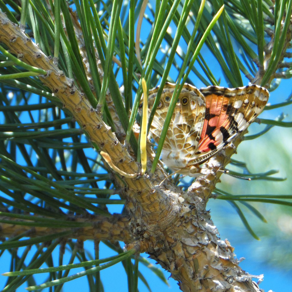 Обои бабочка, иголки, сосна, butterfly, needles, pine разрешение 2560x1600 Загрузить