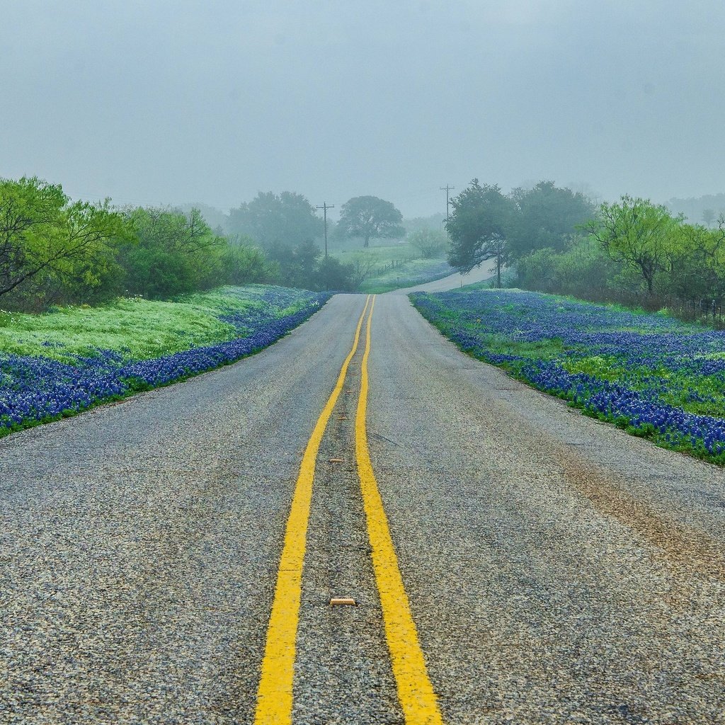Обои дорога, деревья, пейзаж, туман, техас-хилл, road, trees, landscape, fog, texas hill разрешение 2560x1600 Загрузить
