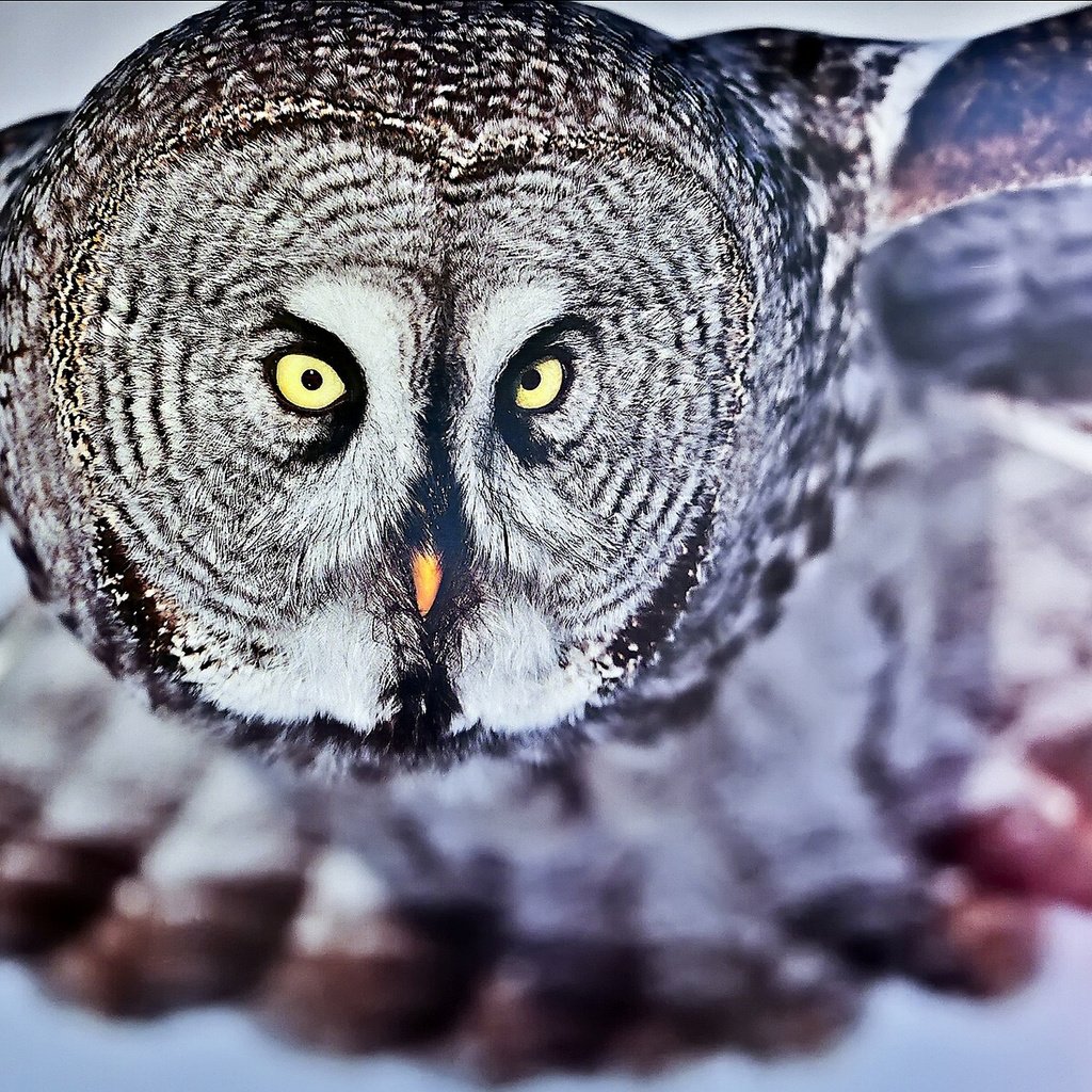 Обои сова, полет, взгляд, птица, бородатая неясыть, owl, flight, look, bird, great grey owl разрешение 1920x1200 Загрузить