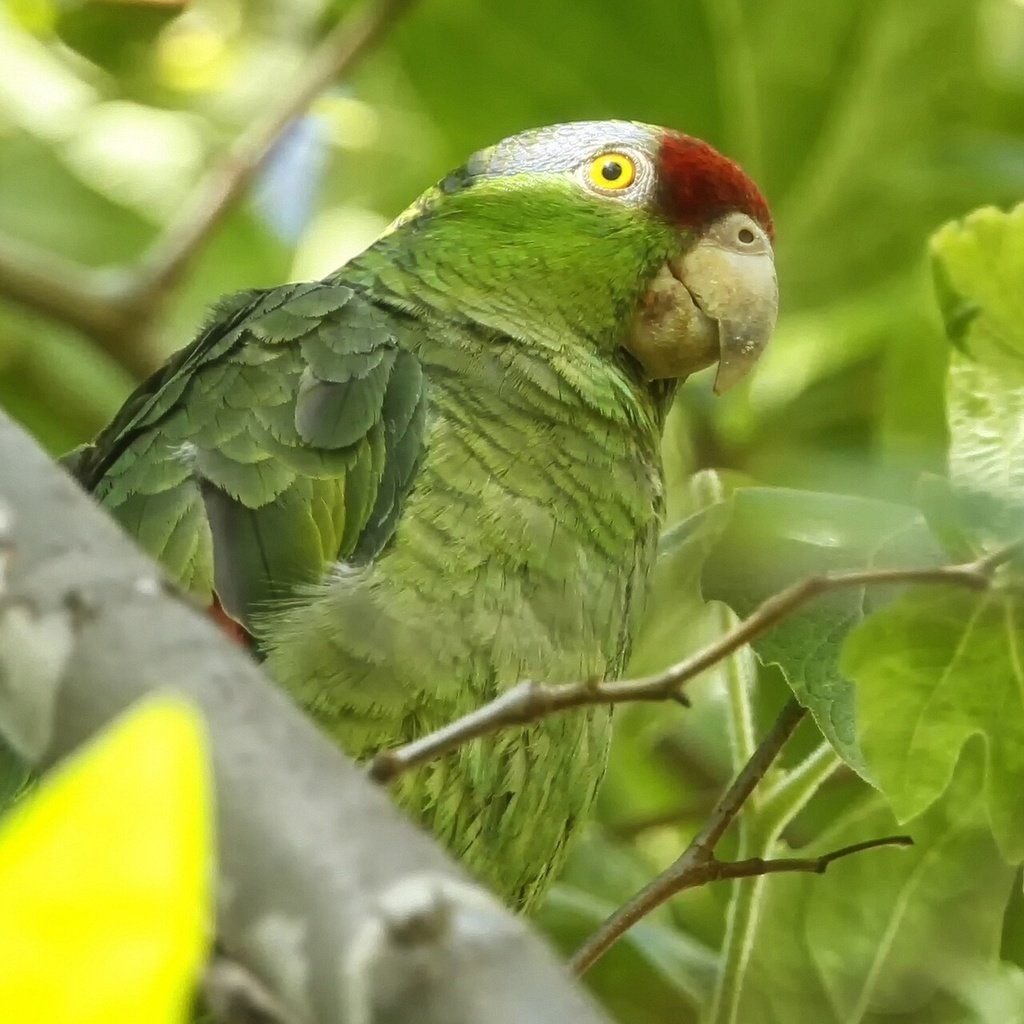 Обои птица, попугай, зеленощёкий амазон, bird, parrot, selenodesy amazon разрешение 1920x1200 Загрузить